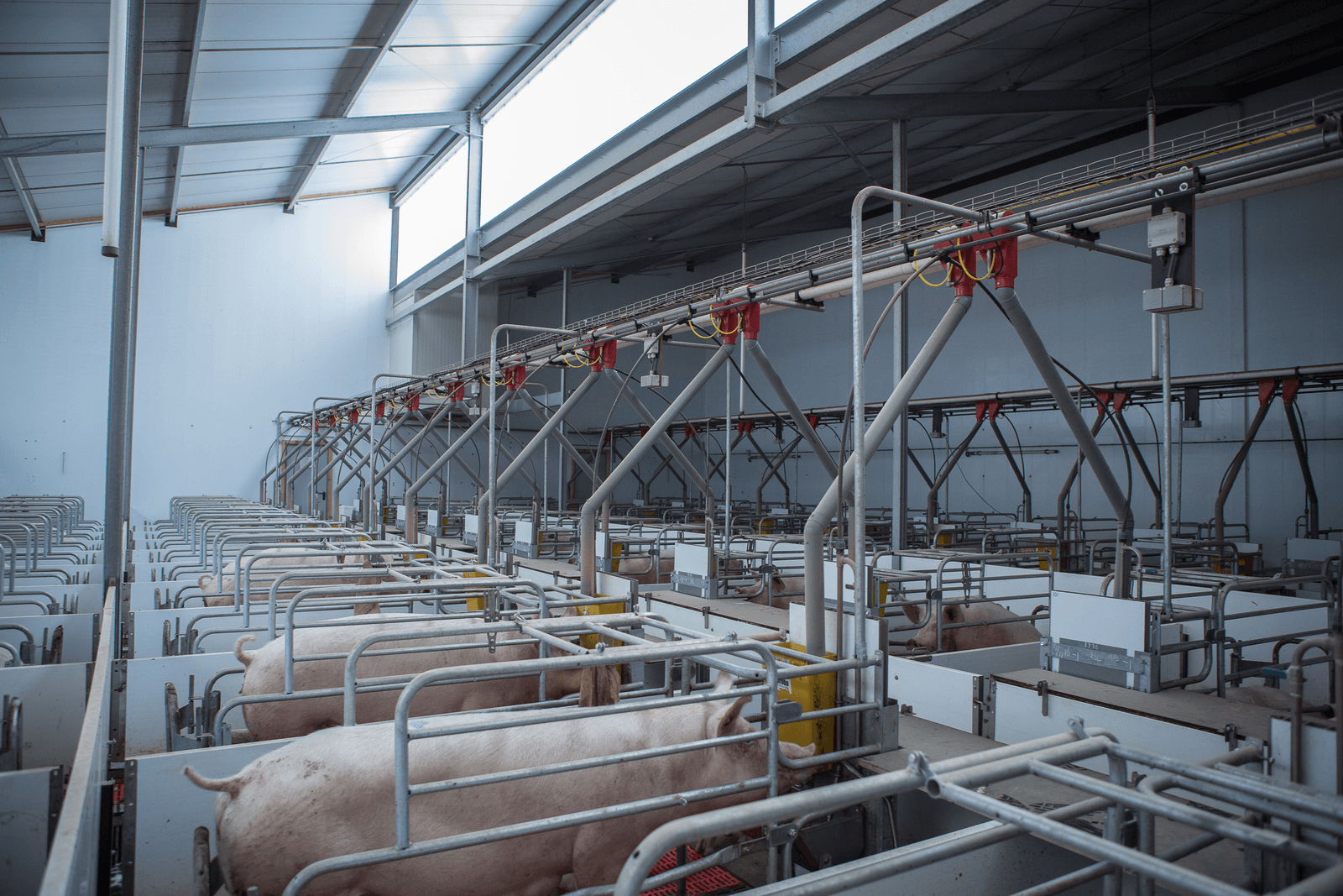 Marktgericht produceren met lichte zeugenstal