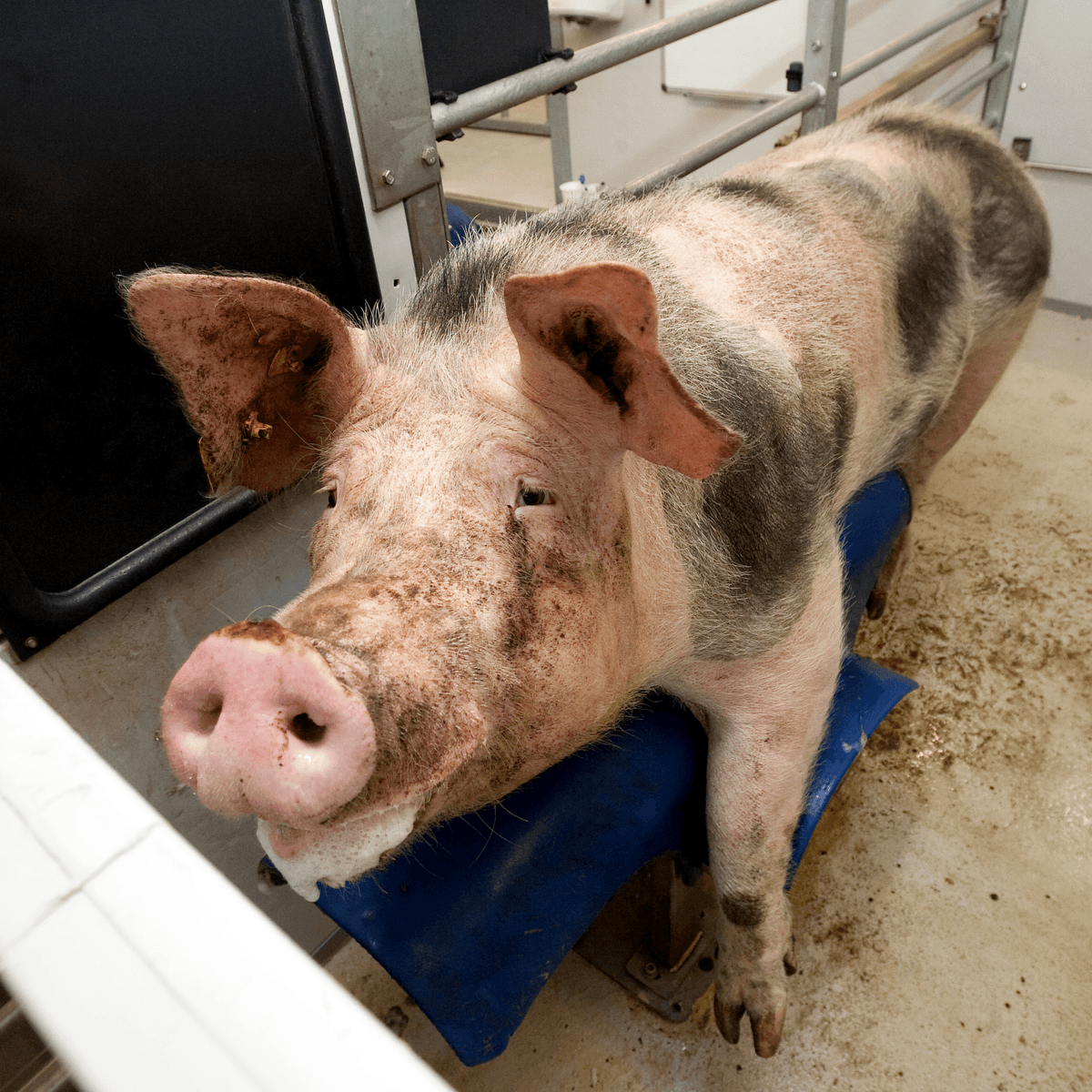 De meeste zeugenhouders krijgen sperma via ki's. Sommigen hebben een eigen beer. <br /><em>Foto: Ronald Hissink</em>