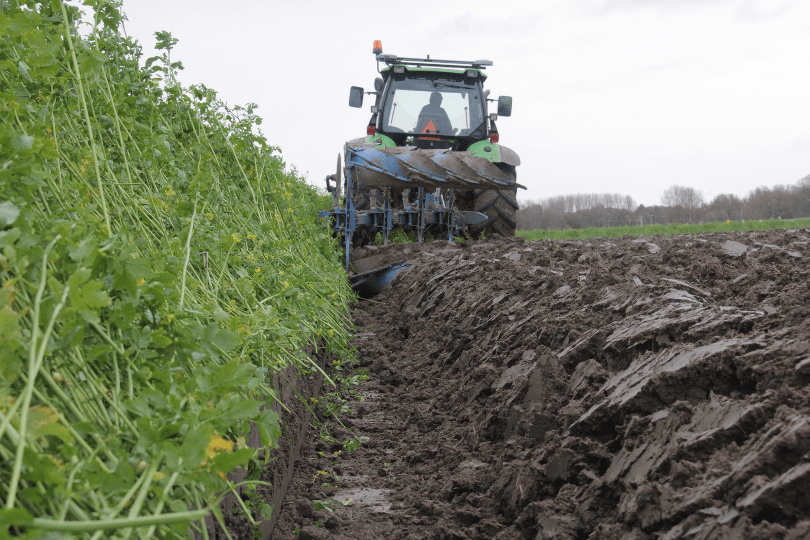 Het grootste deel van de akkerbouwers vult de vergroeningseisen in met vang­gewassen. De laatst gezaaide mogen vanaf half december geploegd worden. Foto: Anton Dingemanse