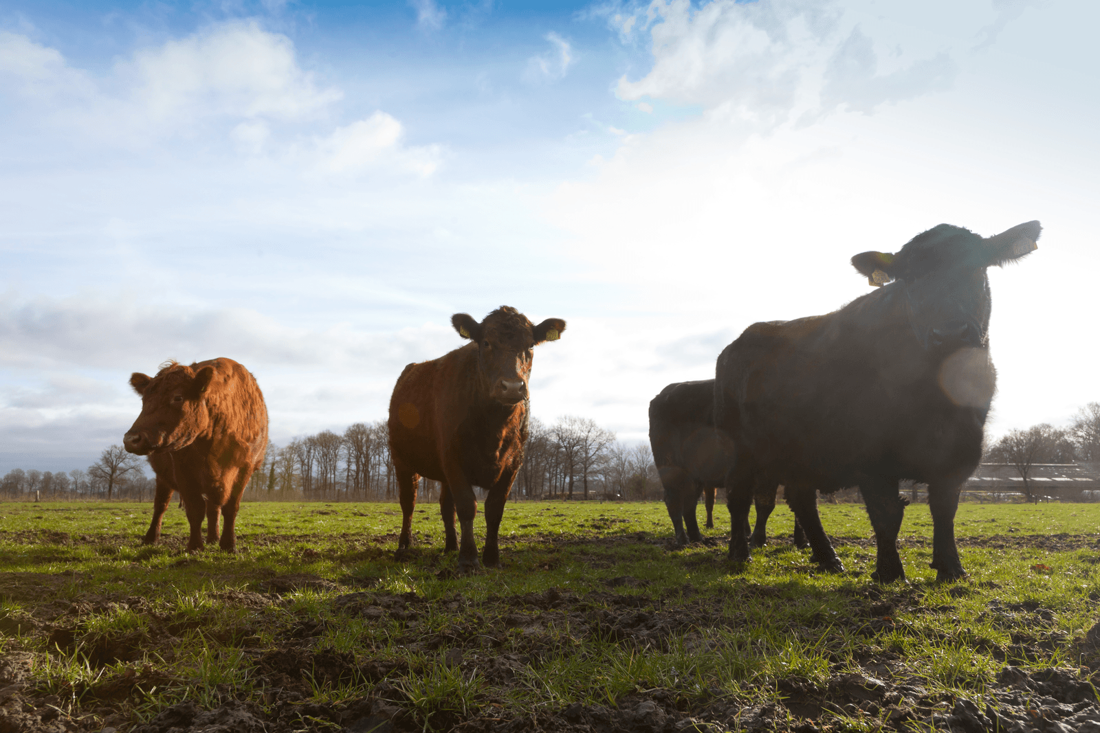 Ras Aberdeen Angus. <br /><em>Foto: Joris Telders</em>