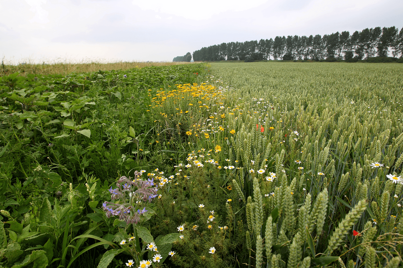 Verschillende planten bij elkaar sterker