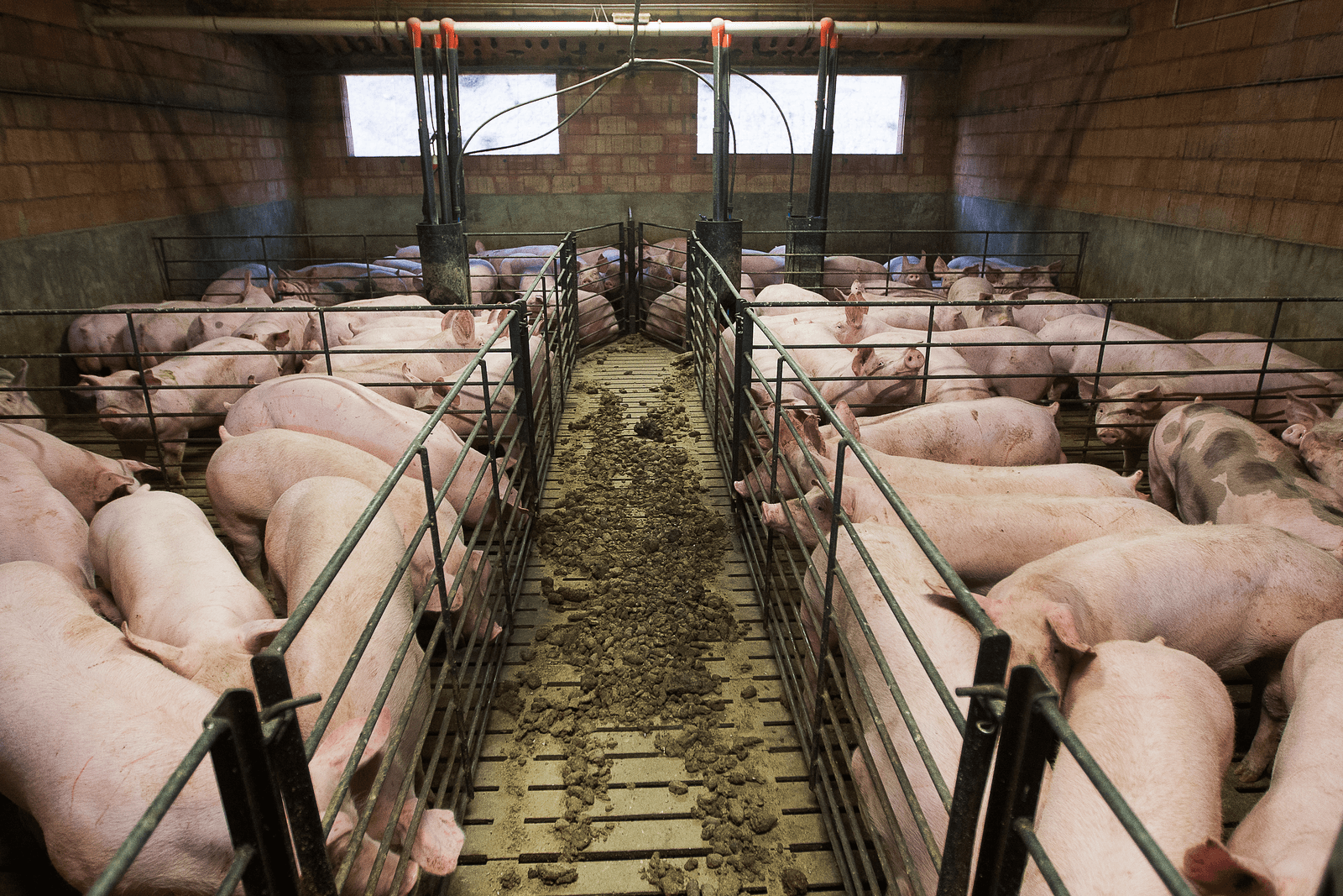 Varkenshouderij in het Spaanse Lerida. <br /><em>Foto: Ronald Hissink</em>
