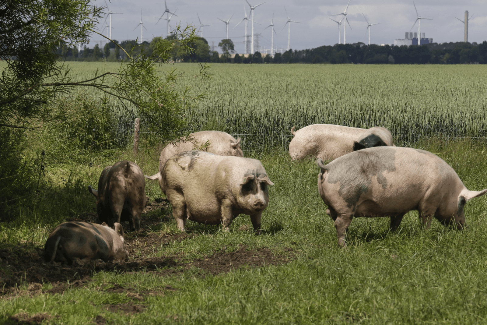 <em>Foto: Jan Willem van Vliet</em>