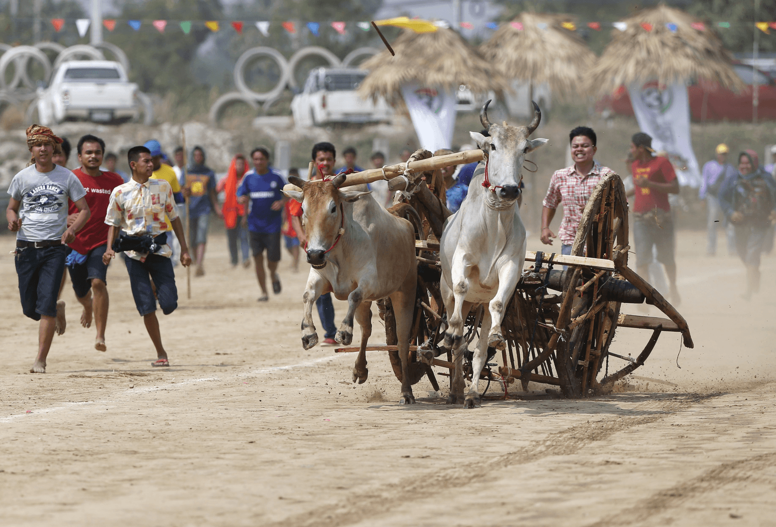 Thailand - Stierenrace in Thailand. Het jaarlijke evenement wordt gehouden ter viering van het einde van het oogstseizoen.<br /><em>Foto: ANP</em>