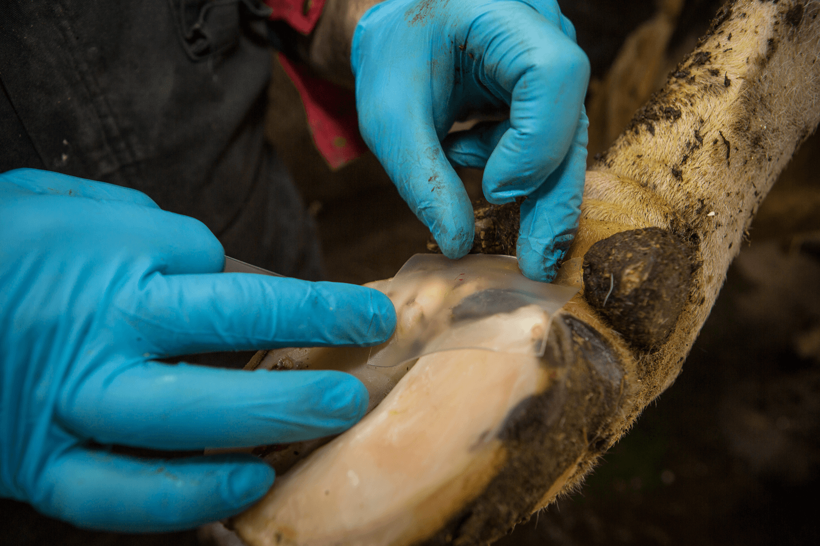 Het plakken van een Mortella Heal-pleister op een klauw met mortellaro-aantasting. <br /><em>Foto's: Peter Roek</em>
