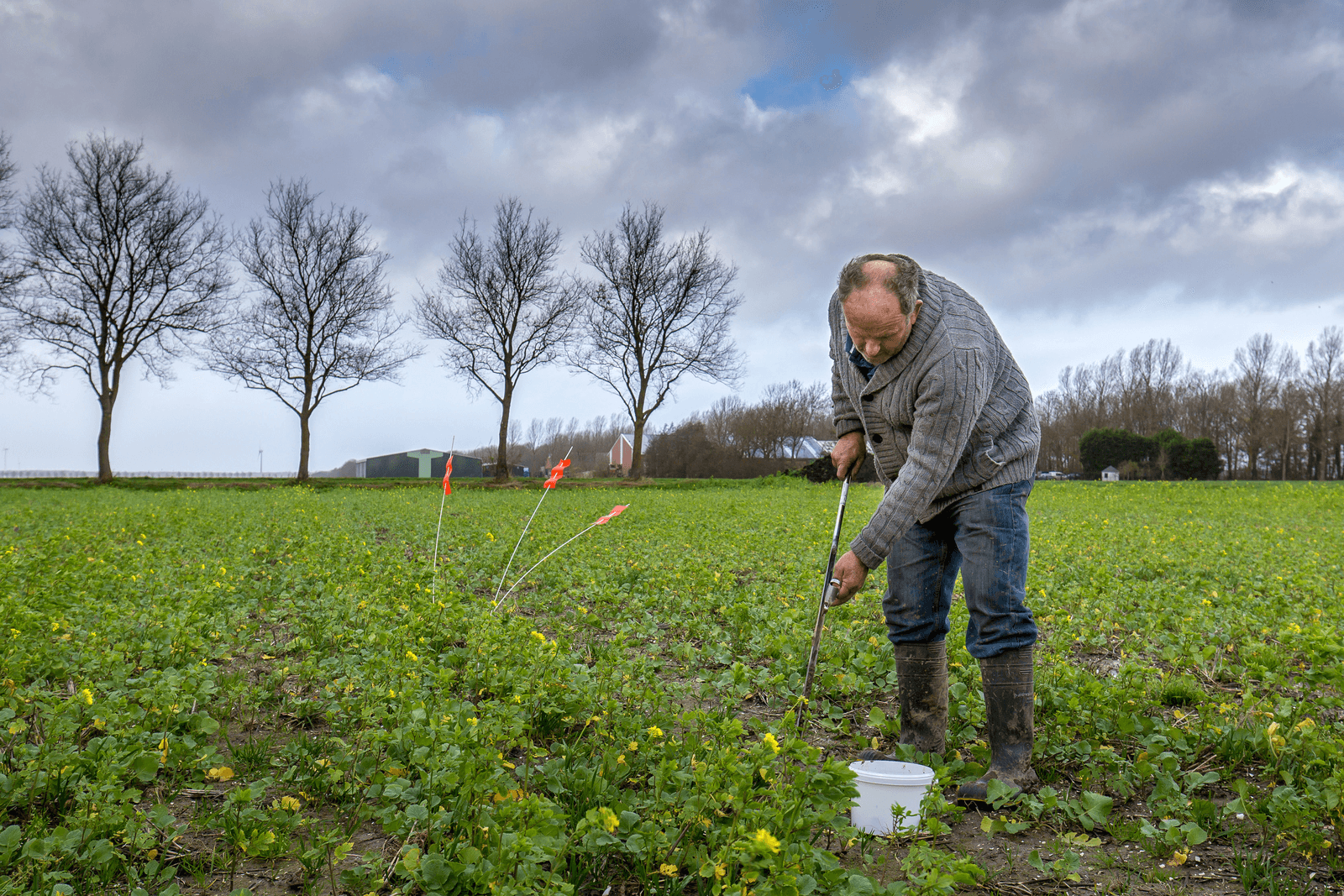 Een medewerker van ISOCert NAK Agro trekt een grondmonster dat wordt onderzocht op chitwoodi. Foto: Diederik van der Laan