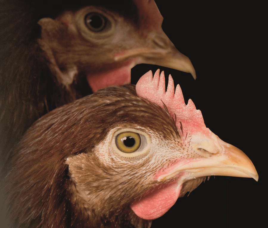 Hennen met hele snavel wordt grote uitdaging. <br /><em>Foto: Koos Groenewold</em>