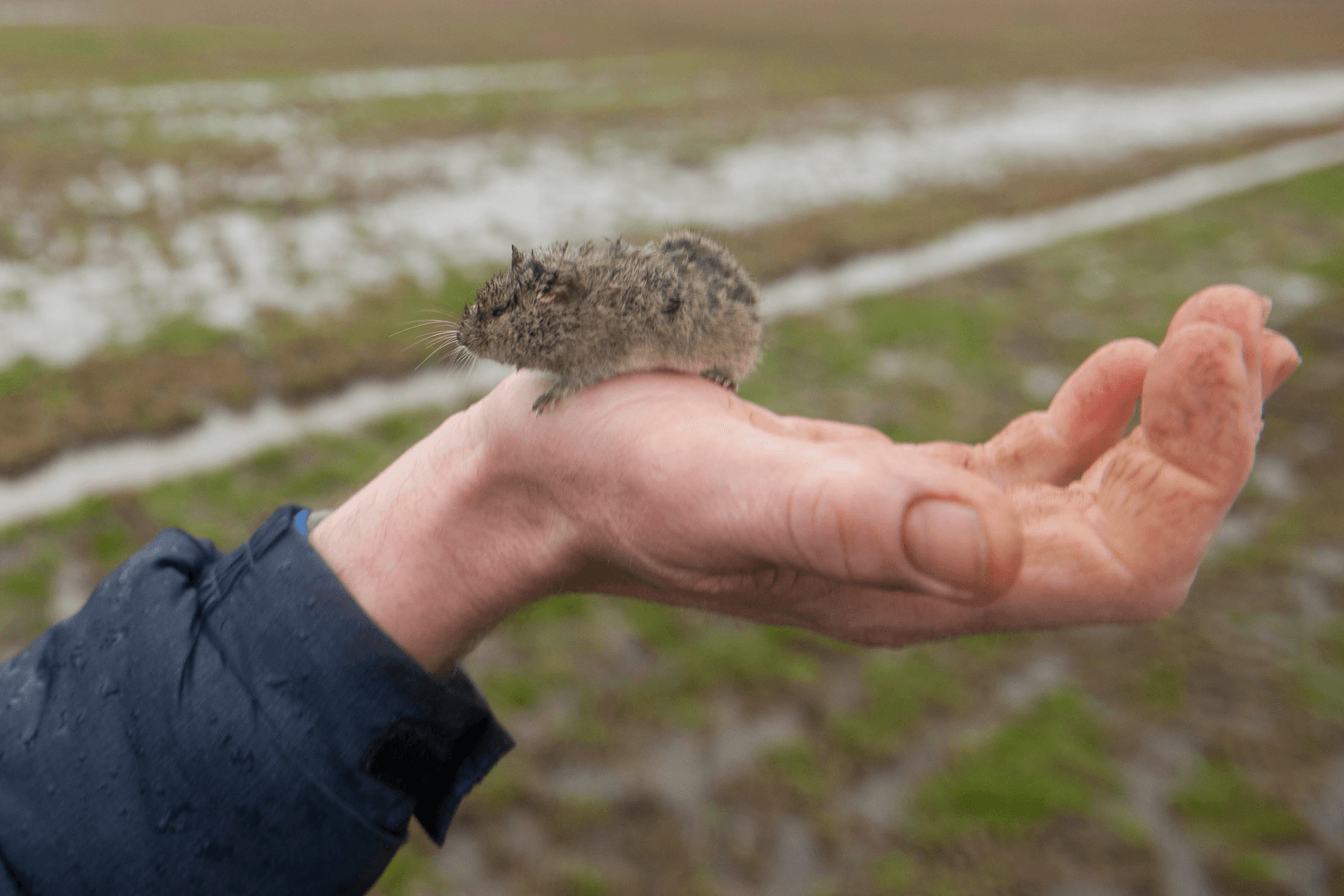 <em>Foto: Mark Pasveer</em>
