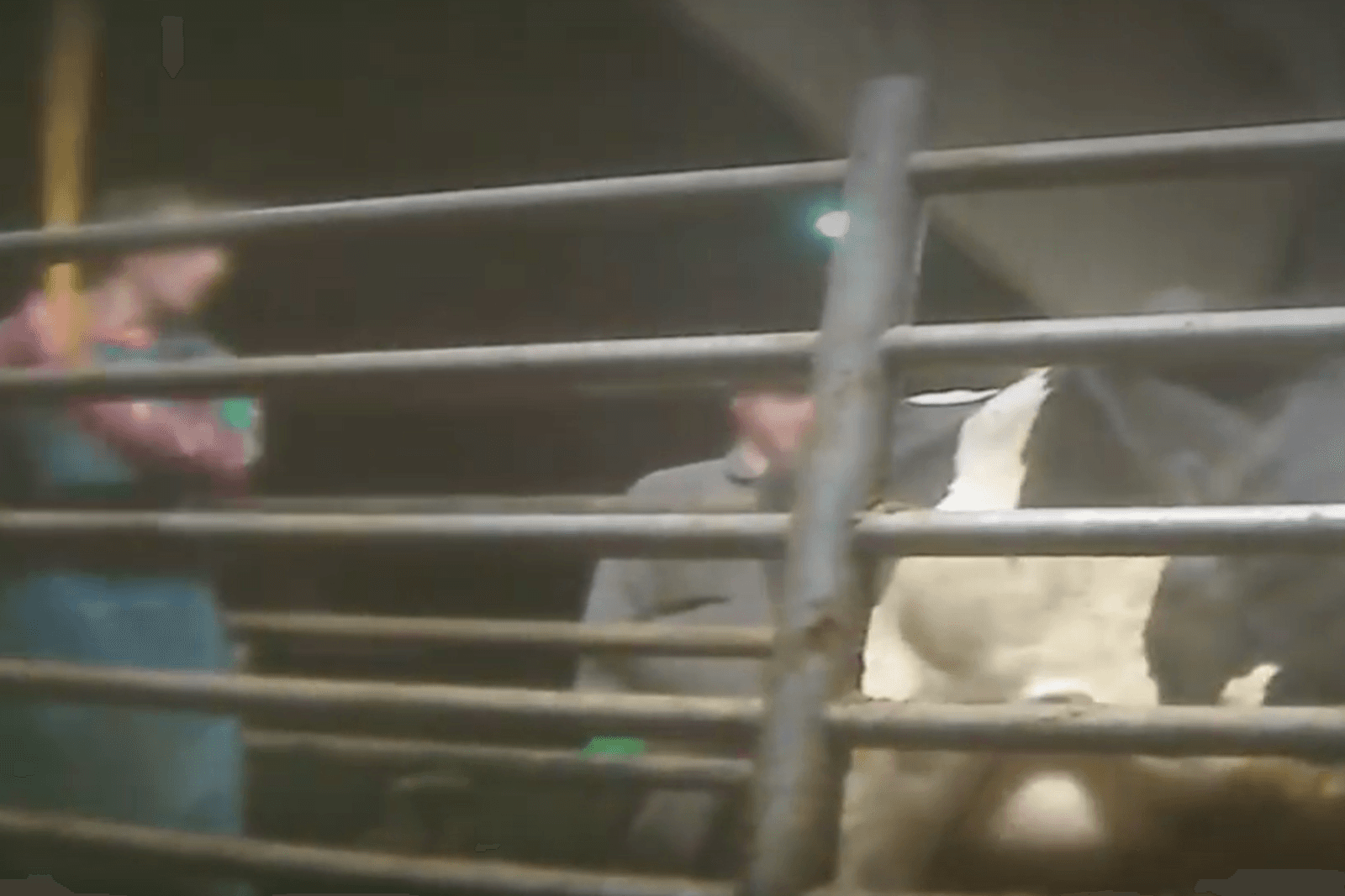 Schermopname van de undercoveropnames van <a href="http://www.mercyforanimals.org/investigations">Mercy for Animals</a>.