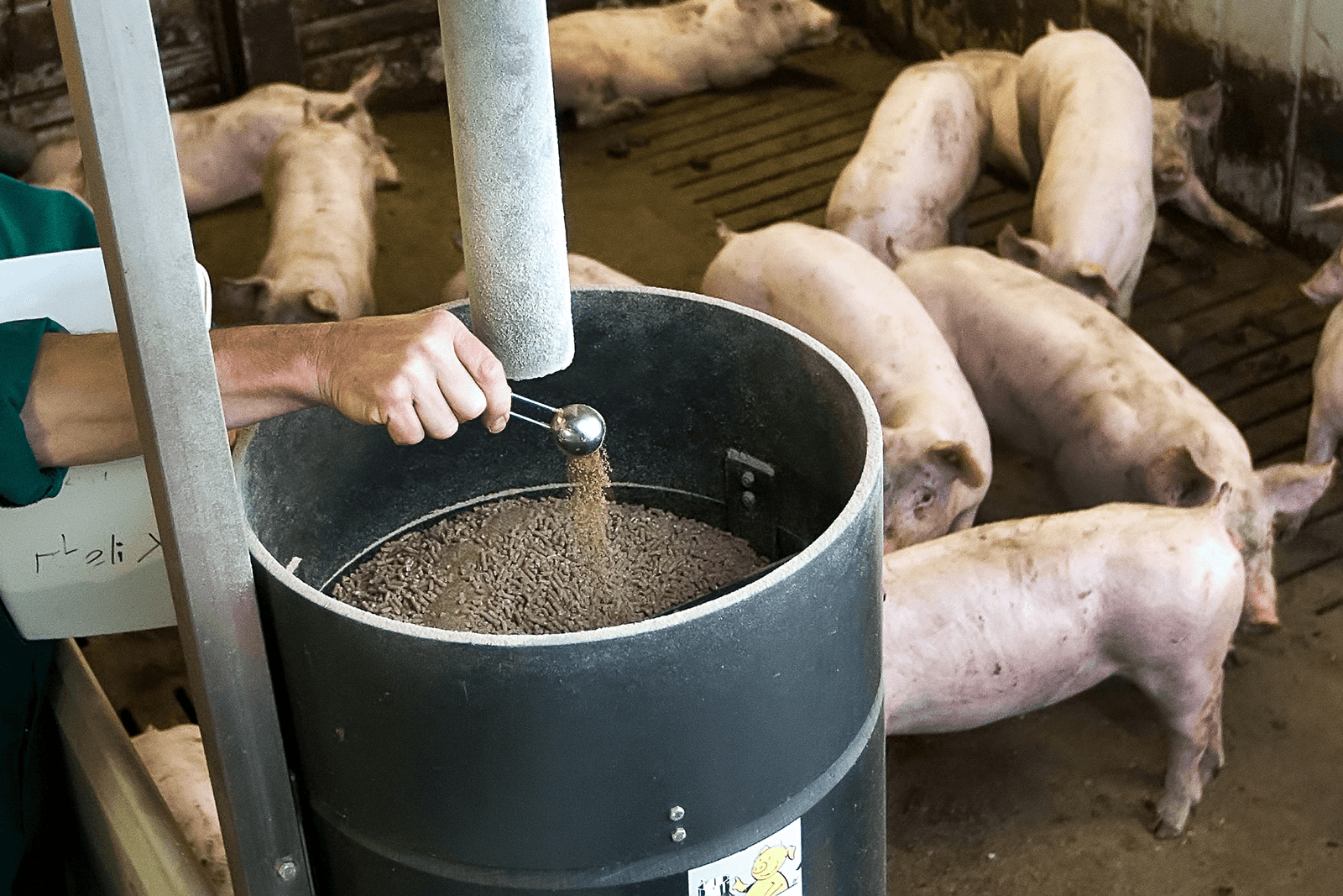 Een varkenshouder voegt een kruidenmengsel toe aan het voer.<br /><em>Foto: Ronald Hissink </em>