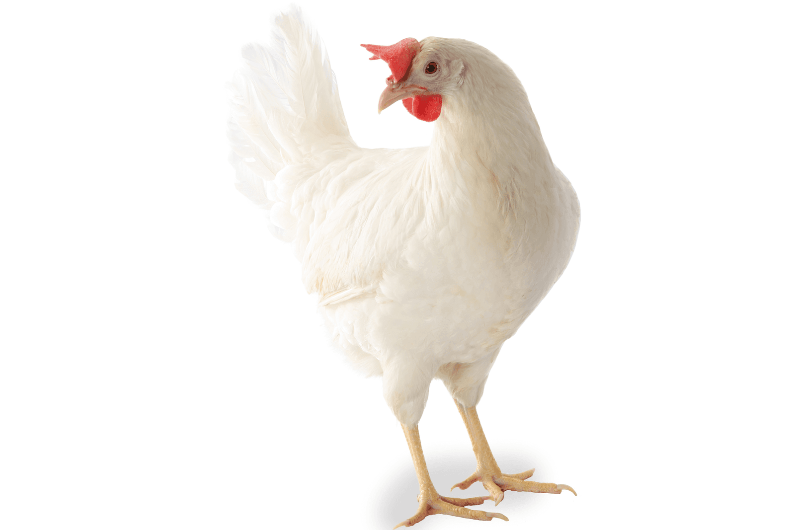 Nick Chick<em><br />Foto: Agromix </em>