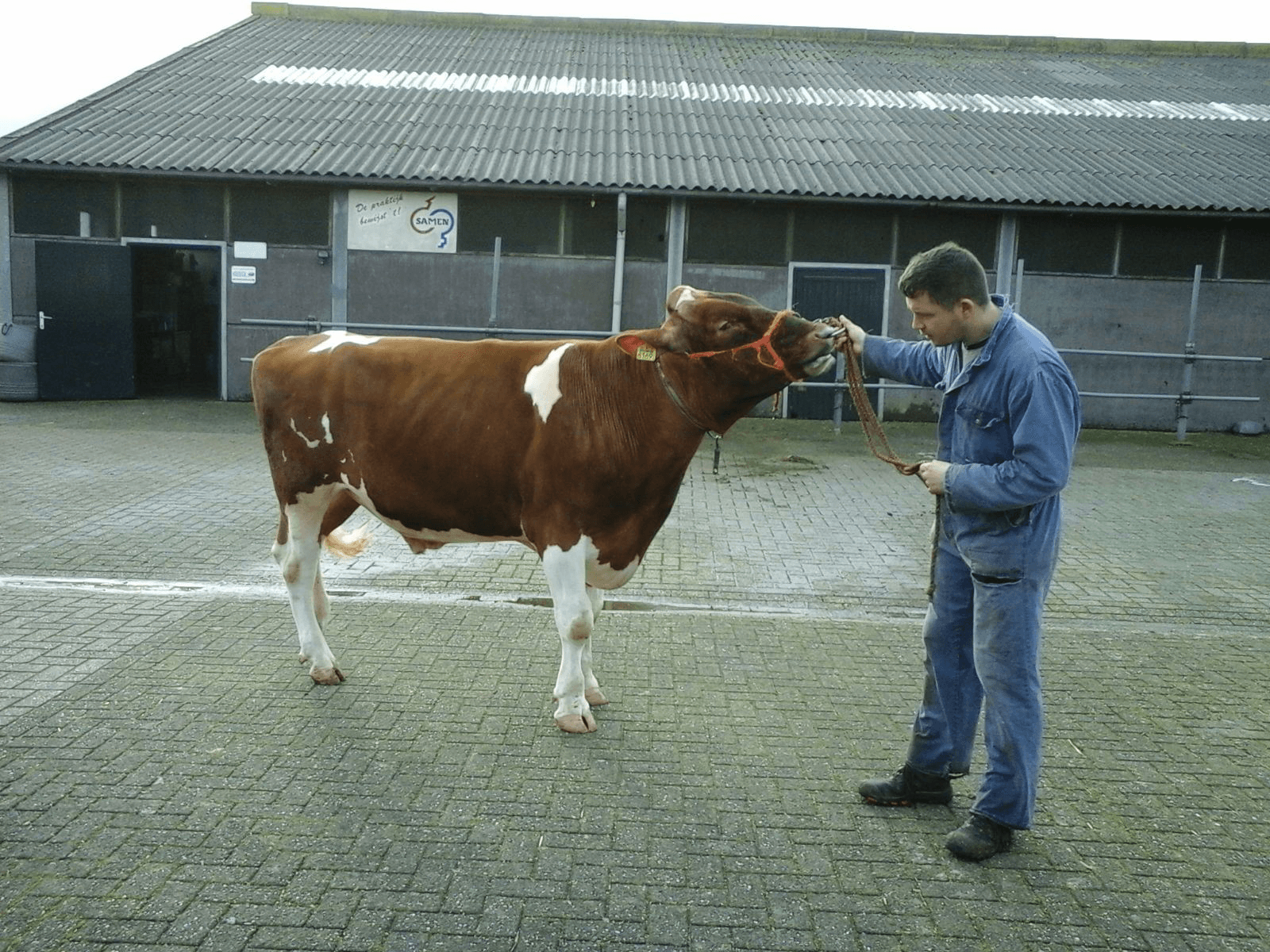 Gansey s Red Cadillac is een stier uit Kiandochter Annet 3348. Foto: Marloes Gijsbers