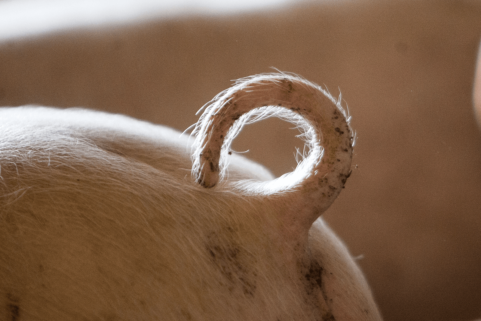 <em>Foto: Ronald Hissink</em>