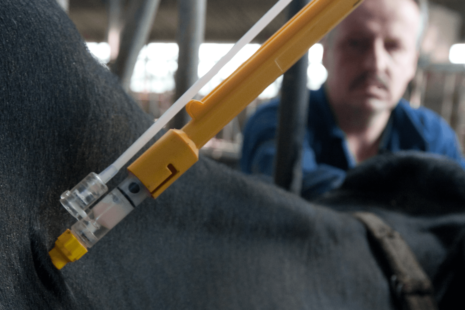 IBR-vaccinatie bij melkvee. Foto: Ronald Hissink