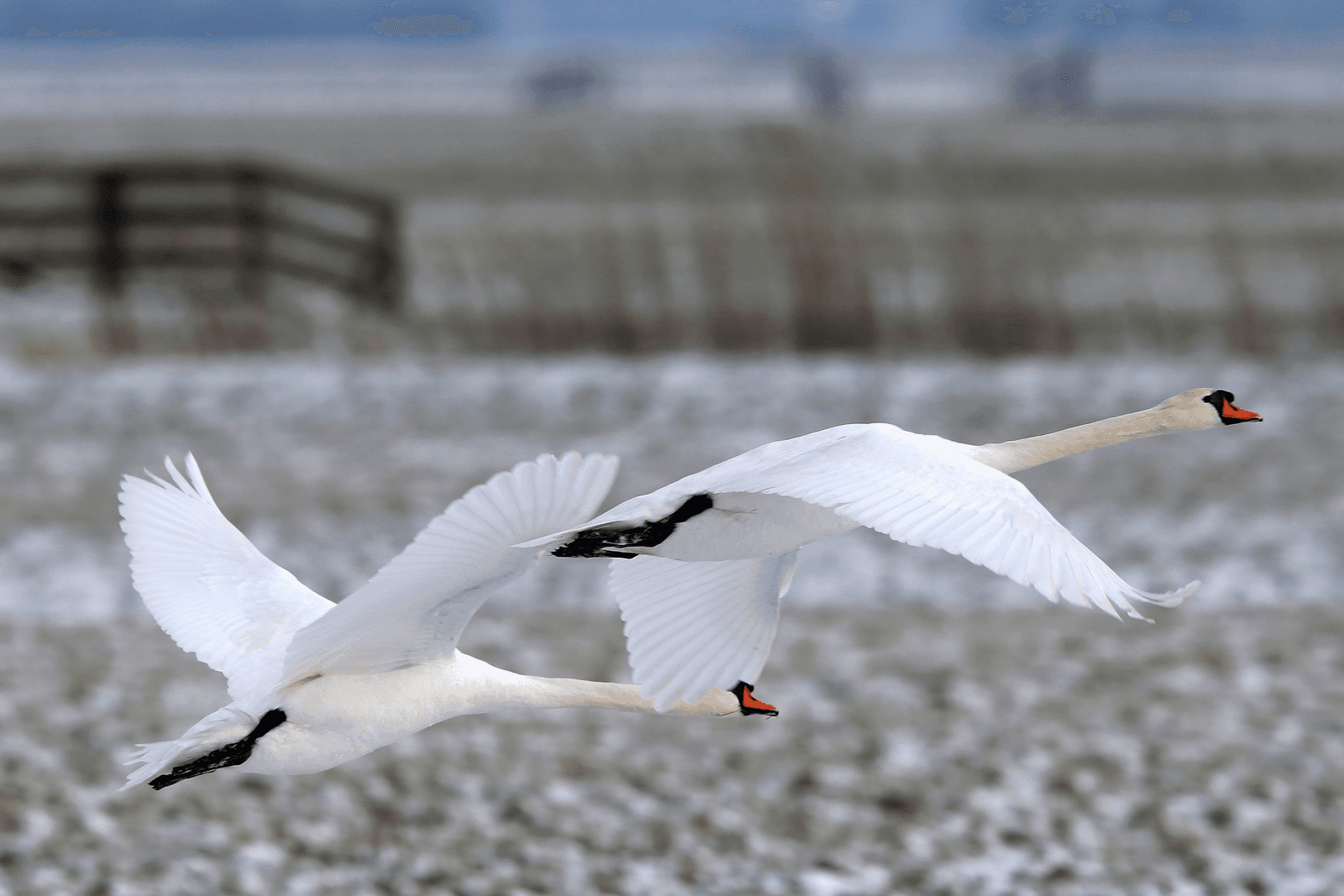 Commotie over afschieten zwanen
