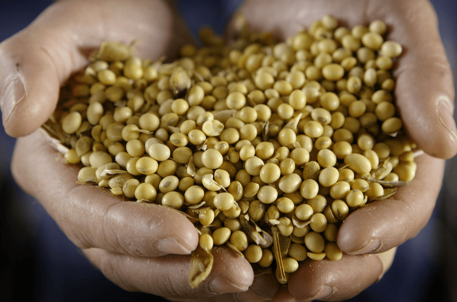 GMO-sojabonen. Foto: AFP
