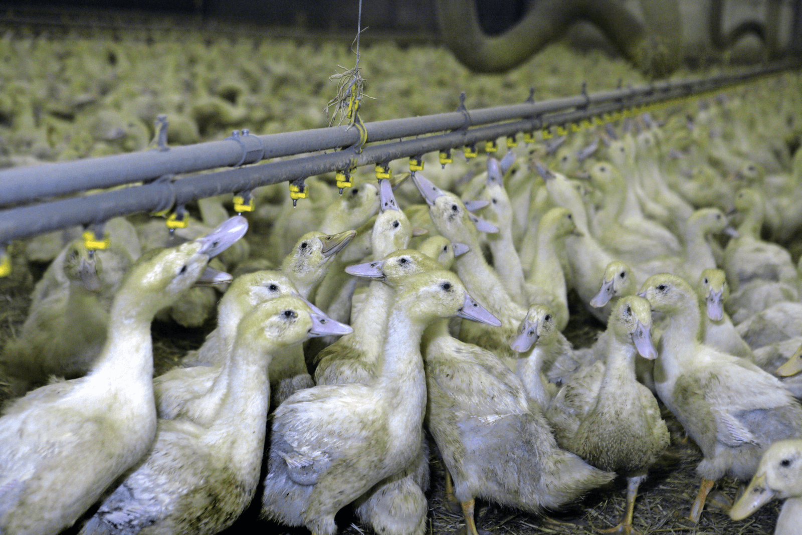 'Risico introductie Franse vogelgriep laag'