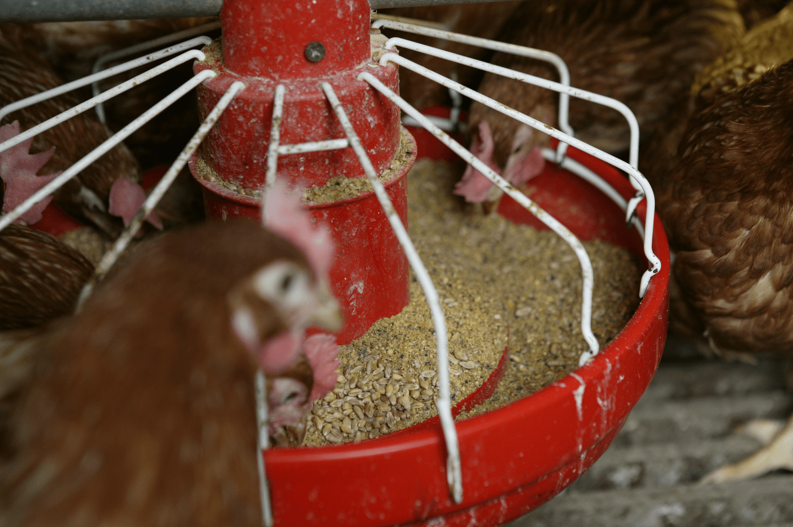 <em>Foto: Jan Willem Schouten</em>