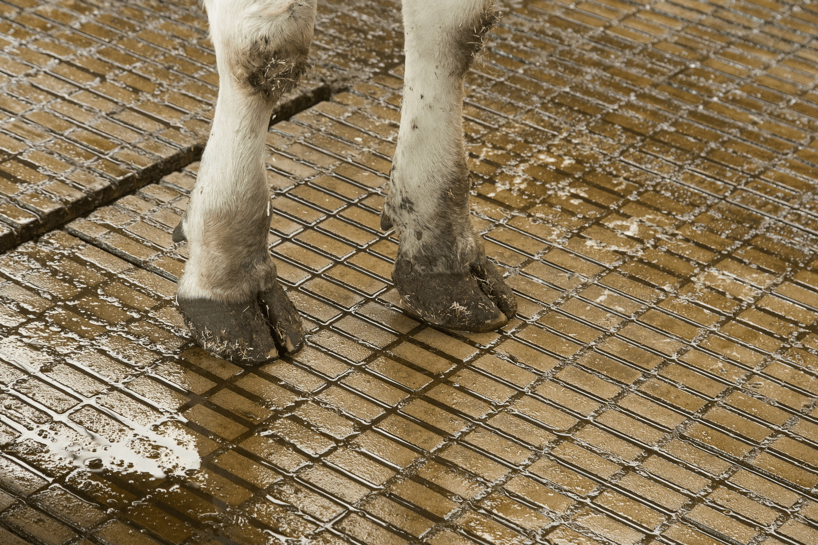 Foto: Koos Groenewold