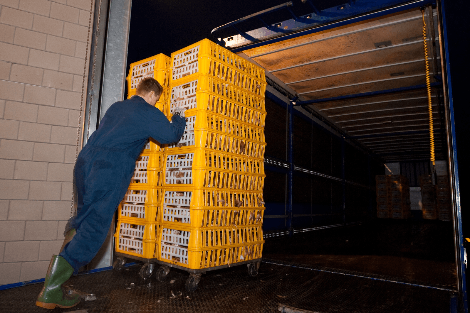 Opzetten van koppels leghennen geeft inzicht in te verwachten eierproductie.<br /><em>Foto: Ronald Hissink</em>