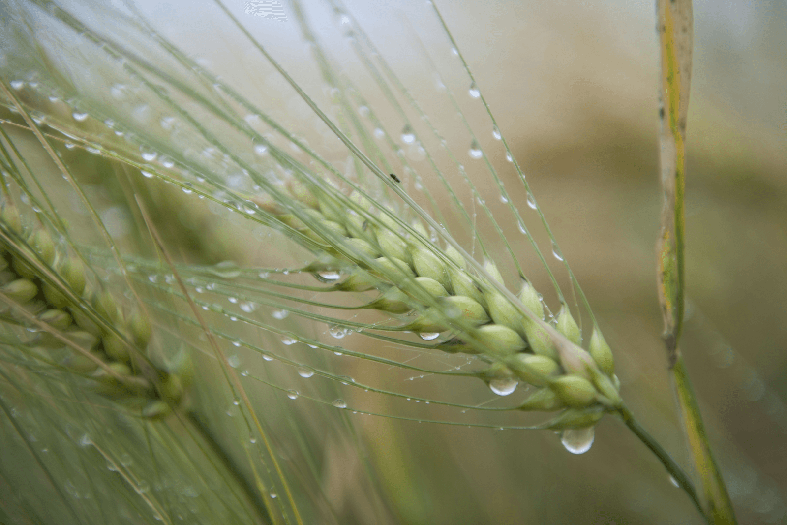 <em>Foto: Mark Pasveer</em>