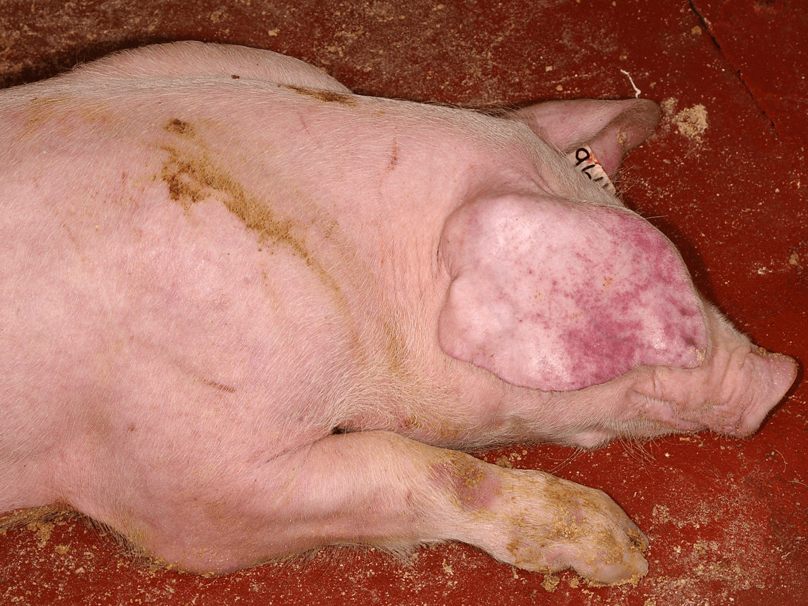 Een varken, besmet met Afrikaanse varkenspest.<br /><em>Foto: Universiteit Madrid</em>