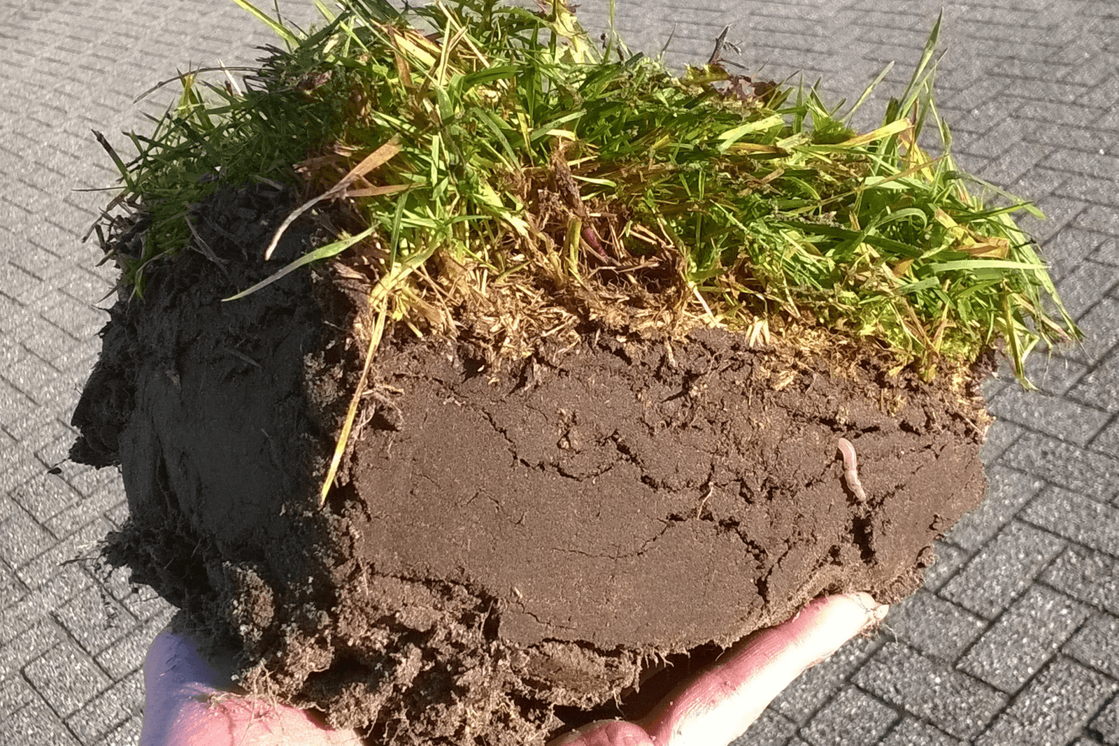 Dit bodemmonster bevat meer organismen dan Nederland inwoners heeft. Foto: Thierry Stokkermans