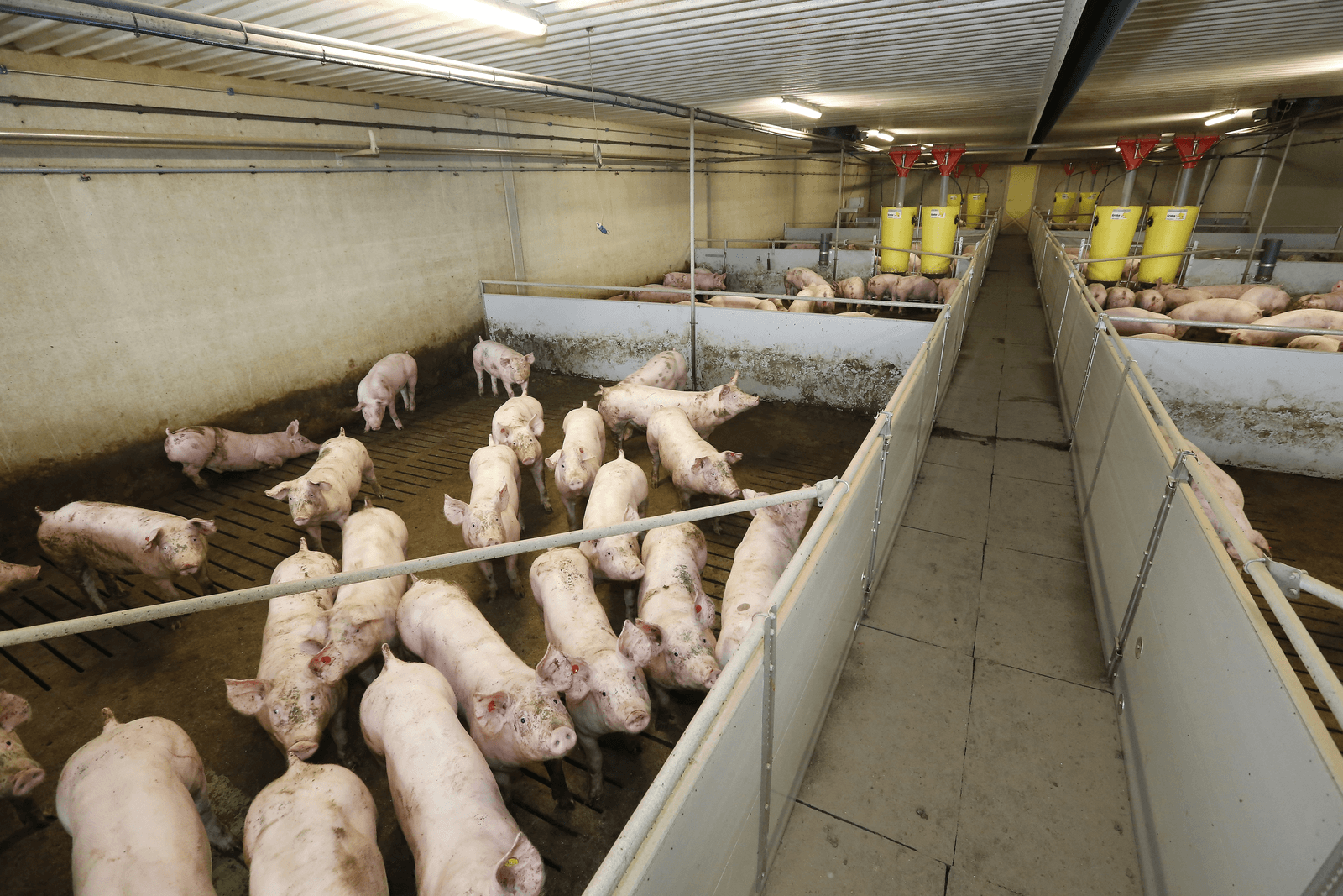 Tevreden over varkensstal, wel kleinere groepen