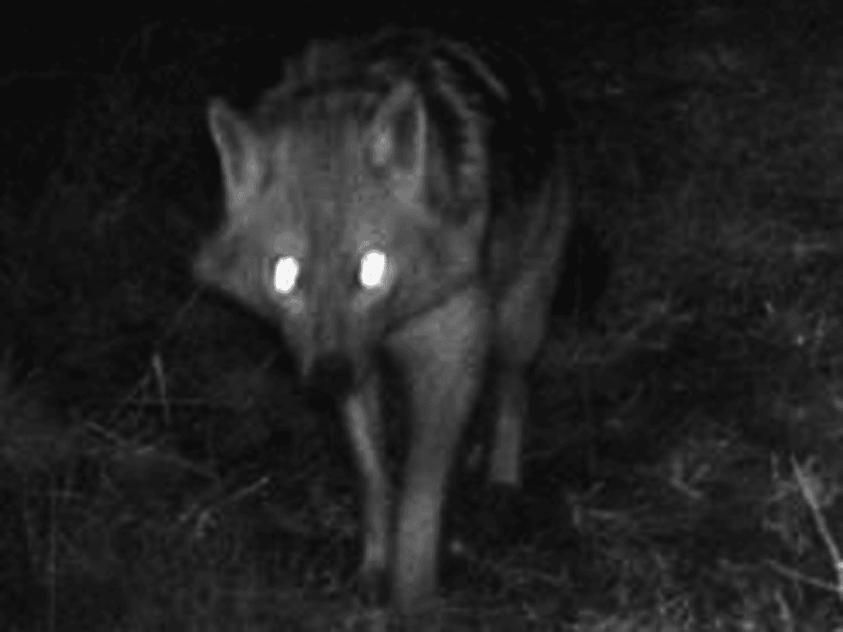 Een met behulp van een cameraval door Alterra gefotografeerde goudjakhals. Dit hondachtige dier is in opmars naar Noordwest-Europa. <br /><em>Foto: Alterra</em>