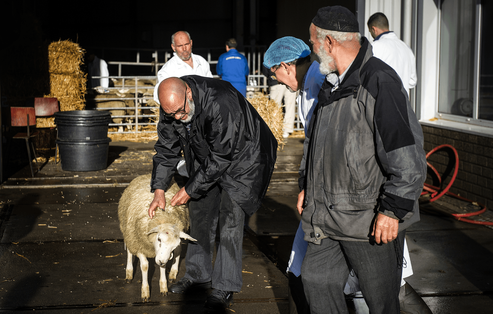Een schaap wordt klaargemaakt voor rituele slacht tijdens het islamitische offerfeest. Foto: ANP