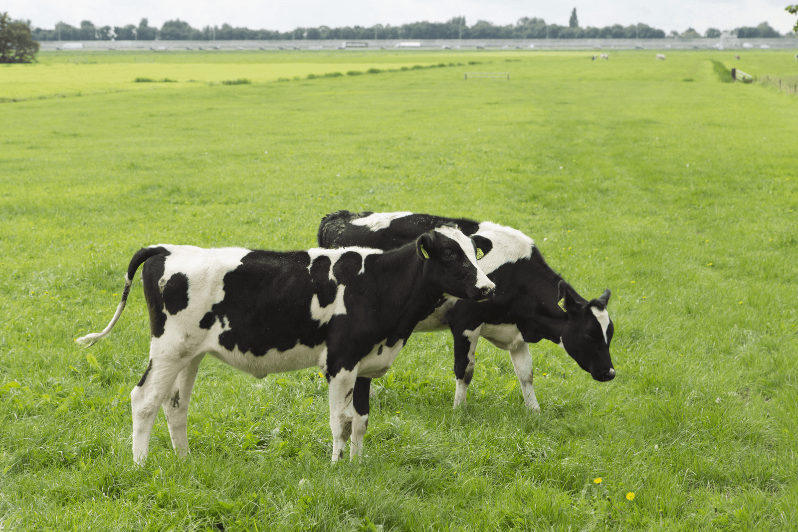 Foto: Koos Groenewold