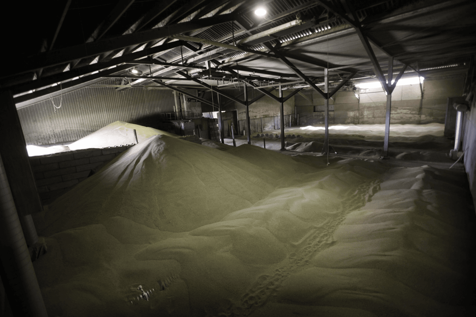 Graan is een bedrijfszekere teelt en bij hogere graanprijzen neemt het areaal van graan toe. Foto: Roel Dijkstra