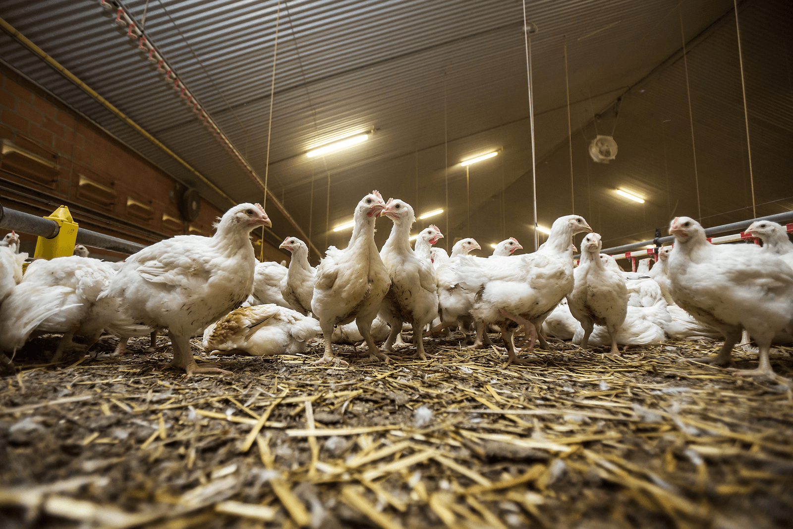 Vleeskuikens van het trager groeiende Hubbard-ras. Foto: Diederik van der Laan