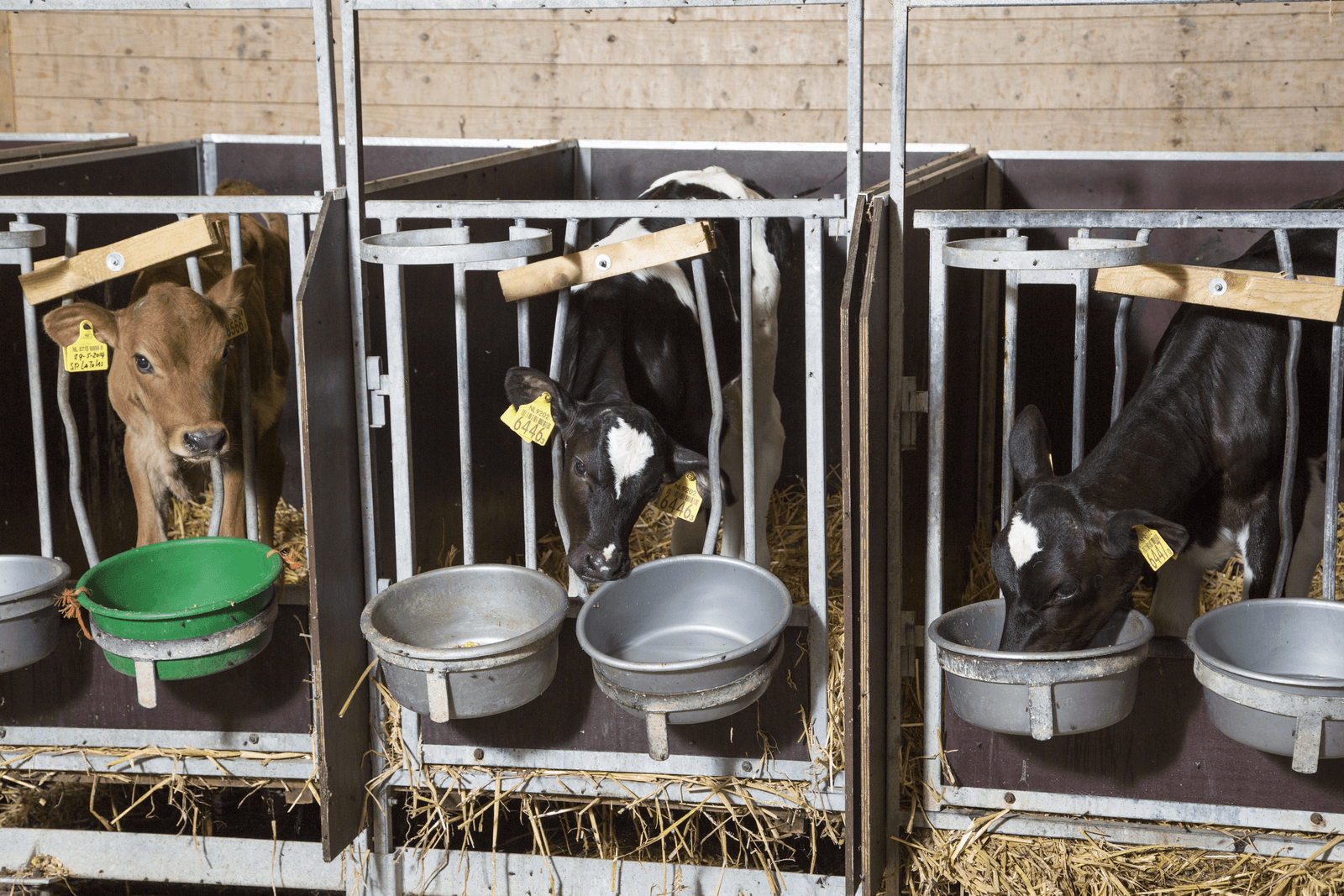 Foto: Koos Groenewold