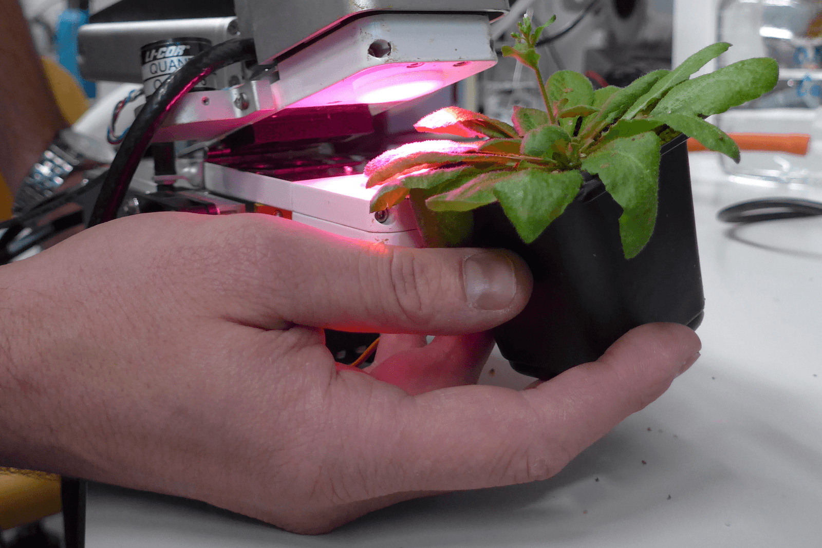 Gewassen kunnen mogelijk sneller ontwikkelen met een hoge concentratie Rubisco activase. Foto: Wageningen UR