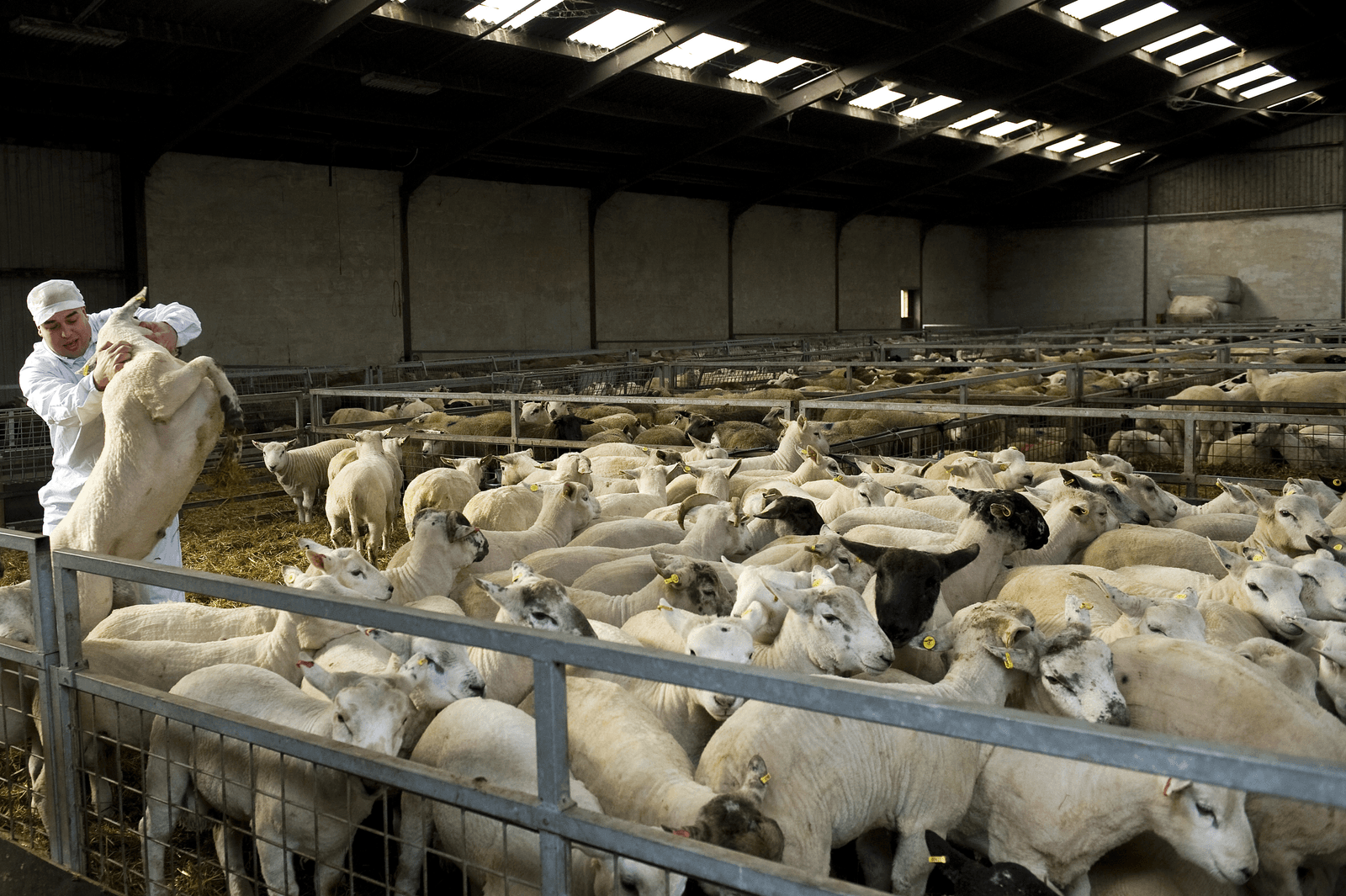 Schapen voor de slacht tijdens het islamitische offerfeest. Foto: ANP