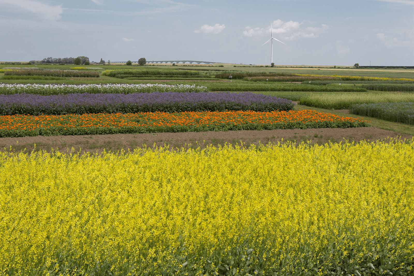 Foto: Peter Roek