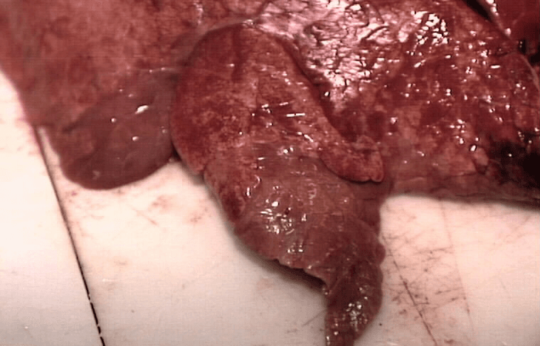 Een door mycoplasma aangetaste varkenslong.<br />Foto: Mark Pasveer
