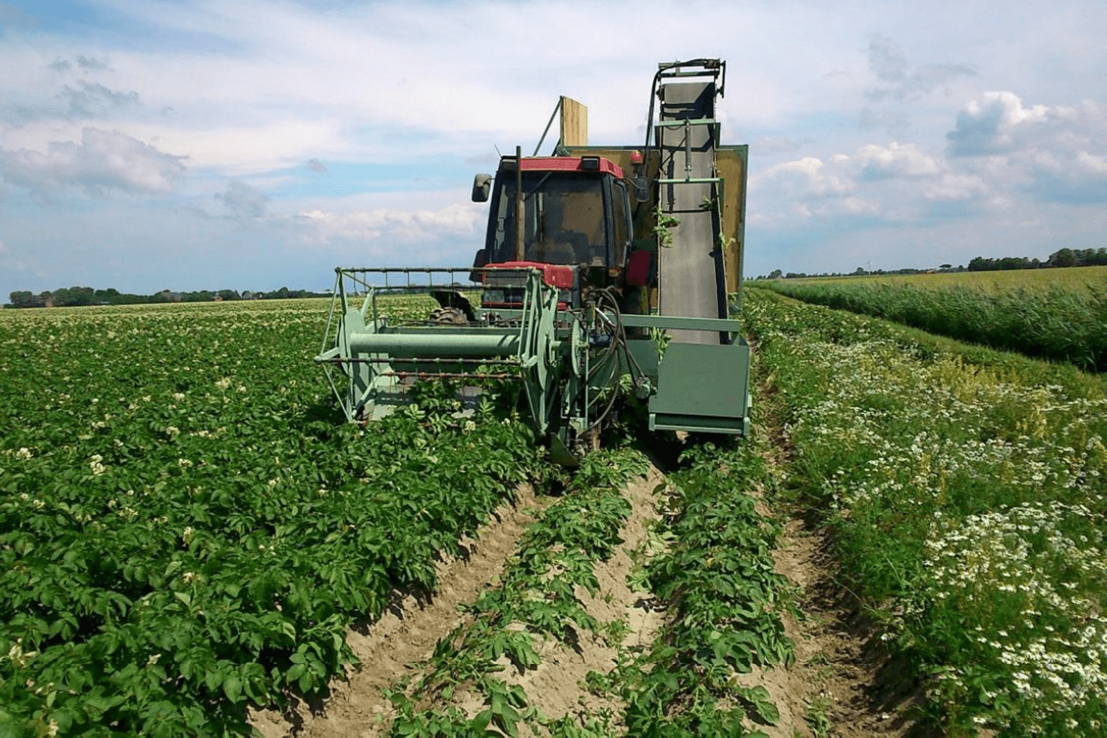 Erwinia in pootgoed te lijf met loofmaaier