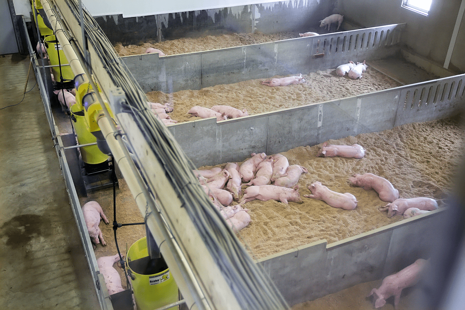 Om het voortbestaan van het wroetvarken-concept te garanderen, is een minimumprijs afgesproken. Foto: Ronald Hissink
