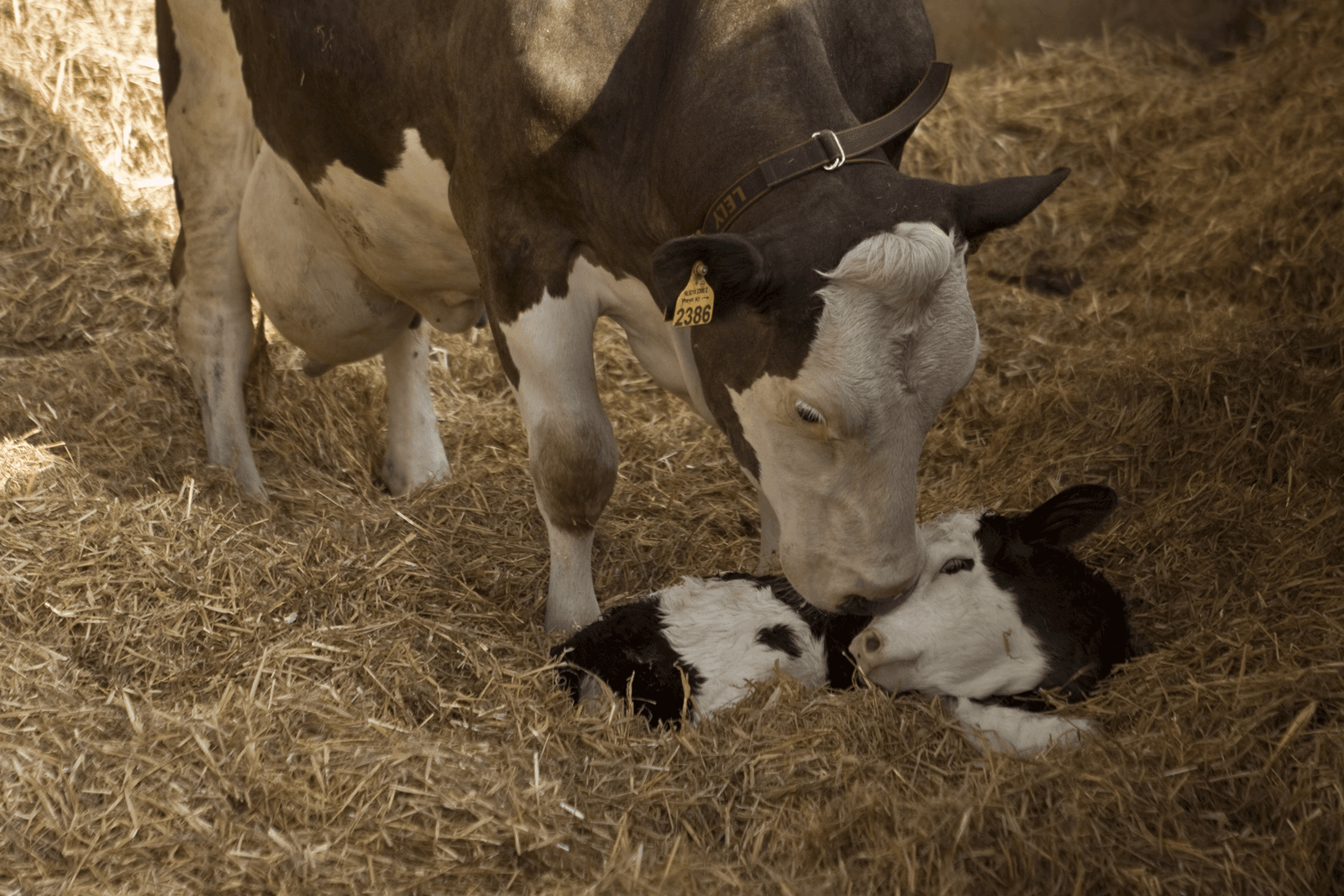 Foto: Koos Groenewold