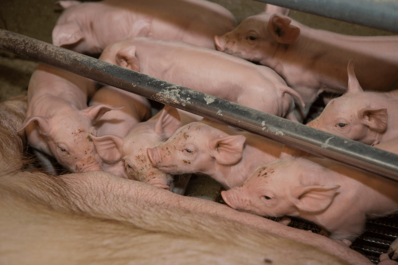 De biggen van Kris Gios in de kraamstal. Als er een koppel met diarree is behandelt hij ze met Solucox, een natuurlijk middel. Foto's: Peter Roek