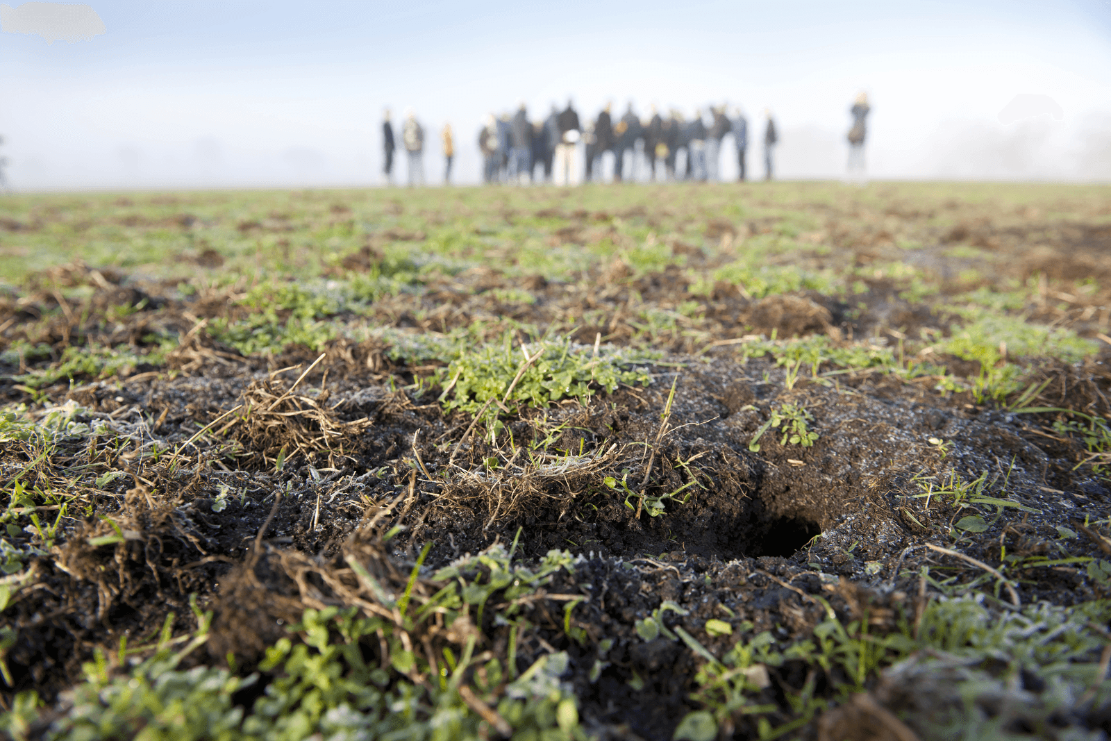 Politici, vertegenwoordigers van het waterschap, gedupeerden en de pers bekijken de muizenschade op grasland in Friesland in januari 2015. Foto: Mark Pasveer