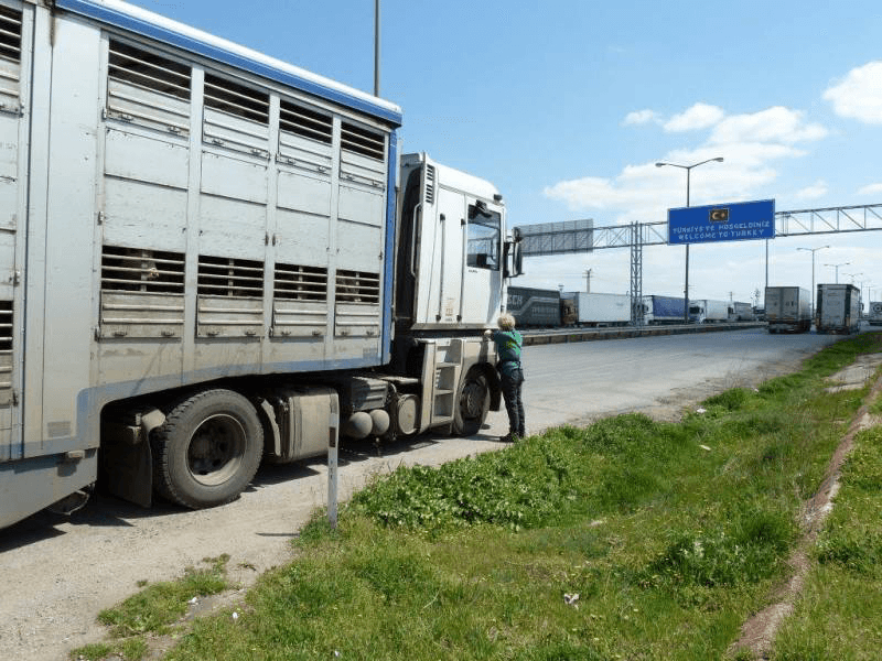 Veetransport bij grensovergang naar Turkije. Foto: Eyes on Animals