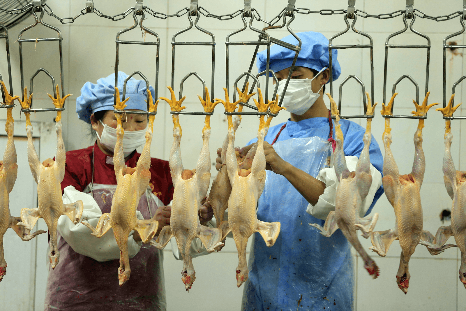 Chinese pluimveeslachterij. Foto: ANP