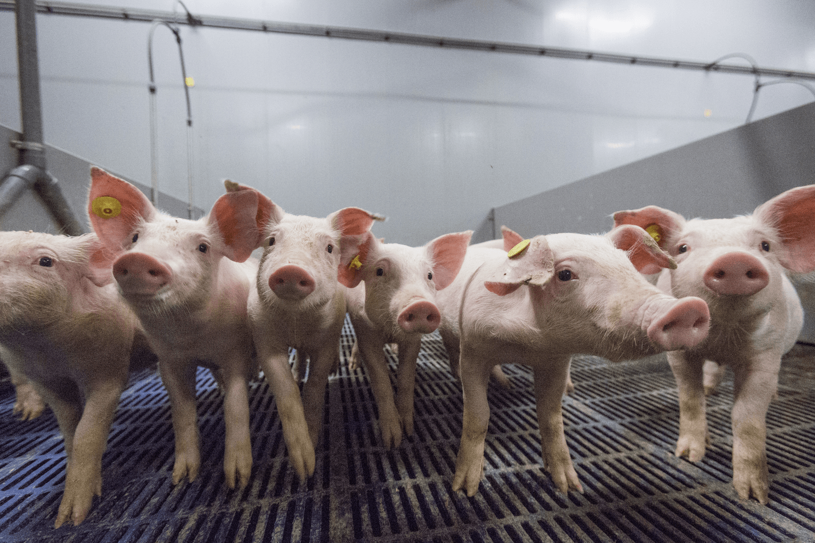 De Nederlandse veesector verdient volgens Jan Huitema een pluim wat betreft het terugdringen van antibioticagebruik. Foto: Koos Groenewold