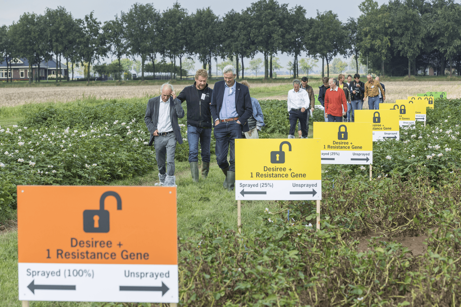 Een proefveld met aardappelen die resistent zijn gemaakt tegen phytophthora. Met een heffing wordt het collectief onderzoek in de akkerbouw veiliggesteld. Foto: Koos Groenewold