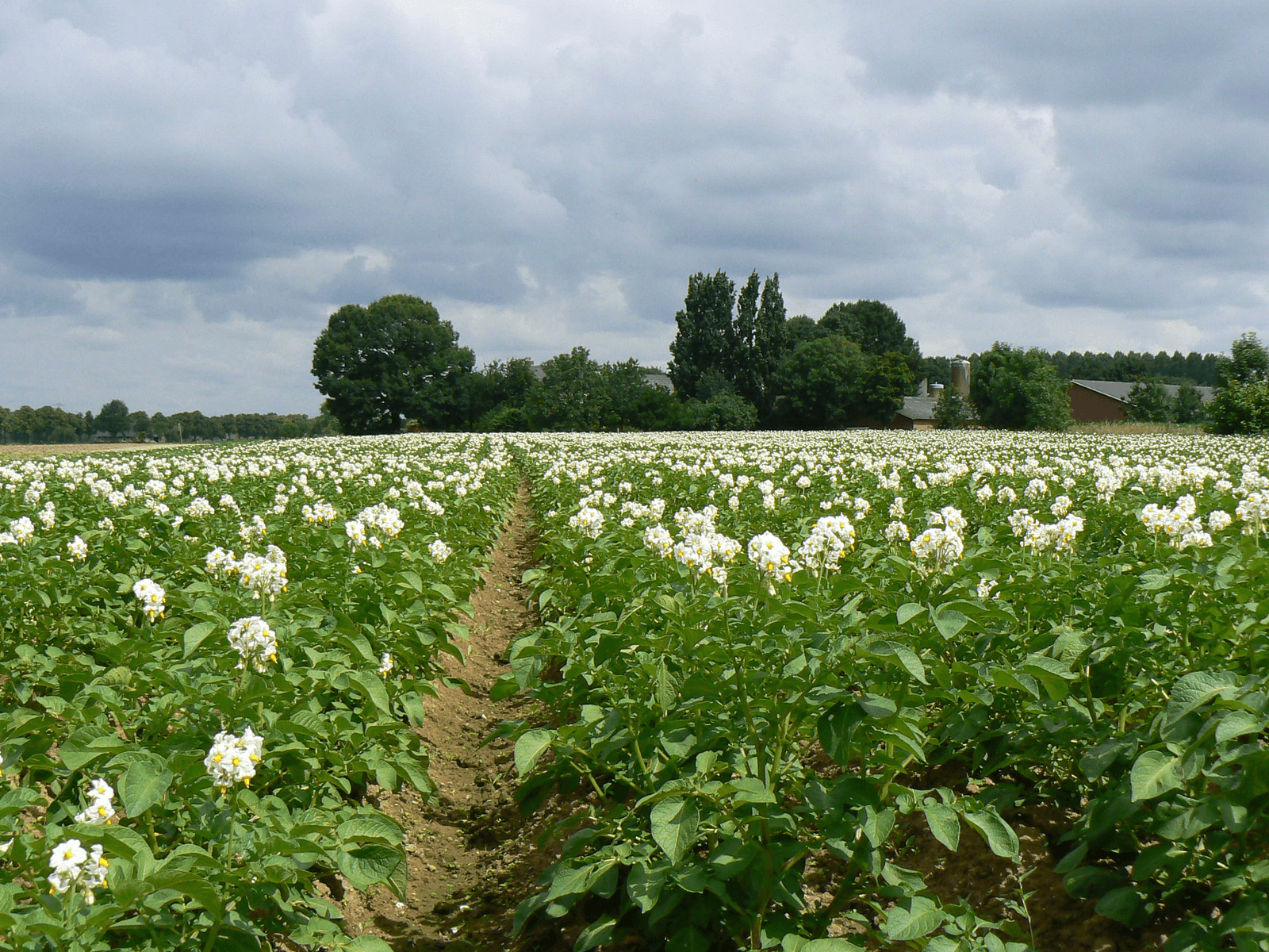 Foto: Lex Aalders