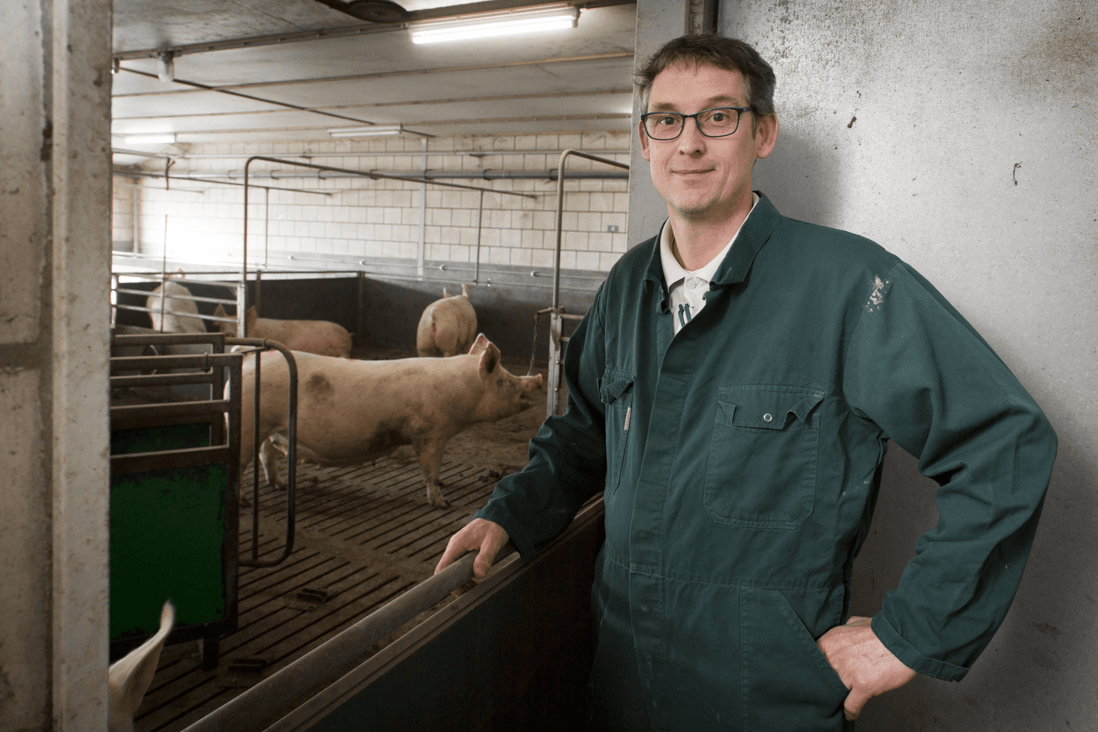 Het bedrijf van Gert van Beek in Lelystad telt 400 fokzeugen en 2.800 opfokplaatsen. Foto: Koos Groenewold