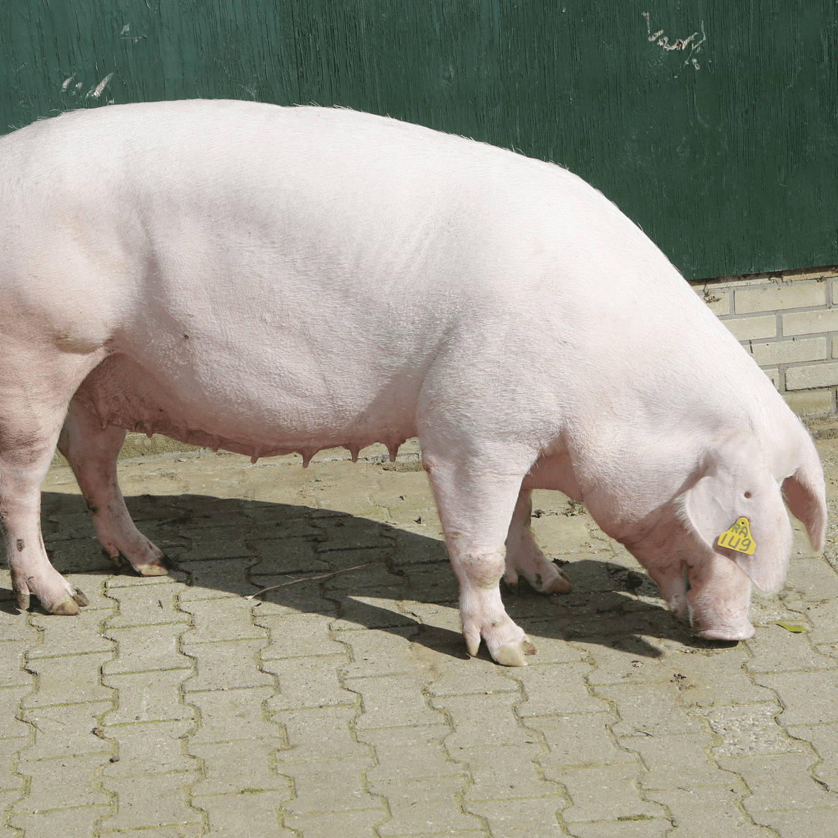 Foto: Henk Riswick